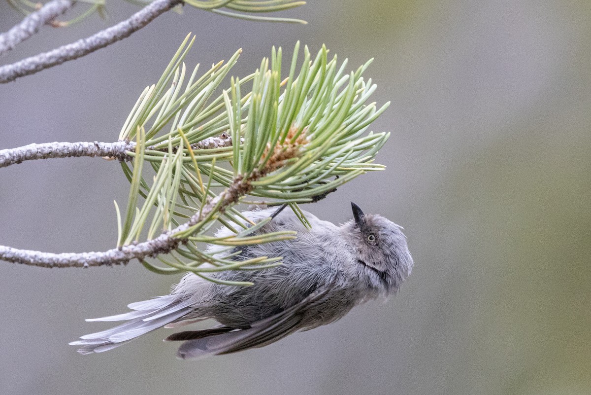 Bushtit - ML642414757