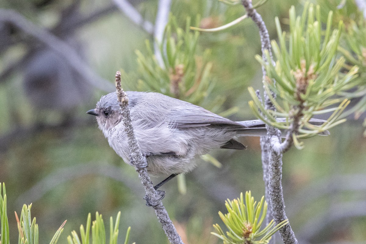 Bushtit - ML642414758