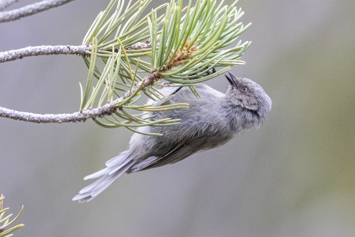 Bushtit - ML642414759