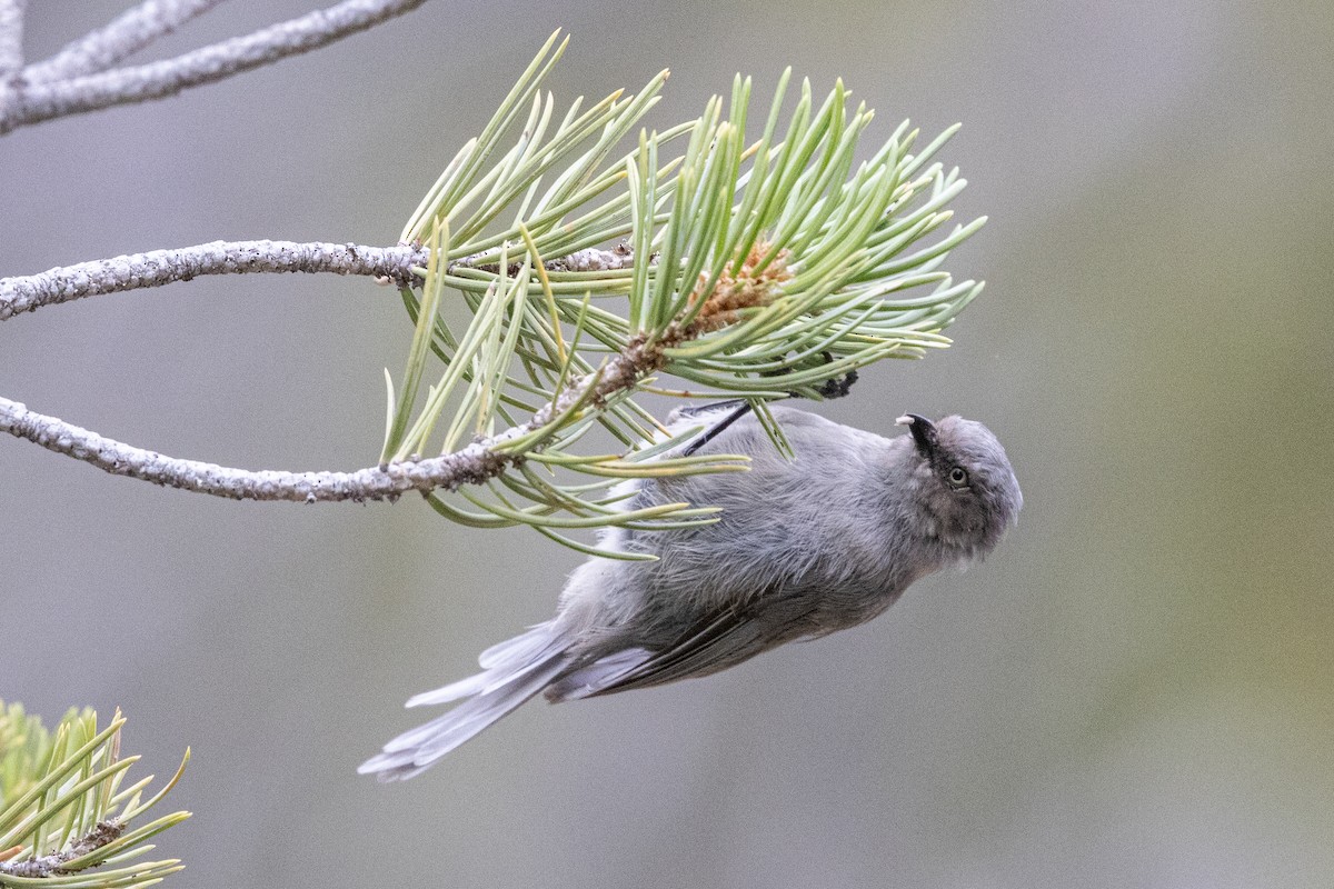 Bushtit - ML642414760