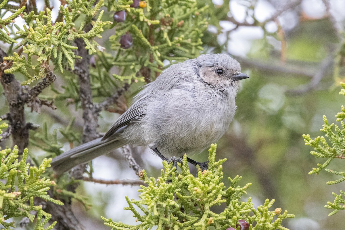 Bushtit - ML642414761