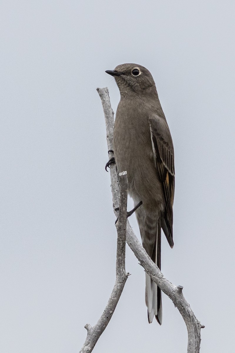 Townsend's Solitaire - ML642414763