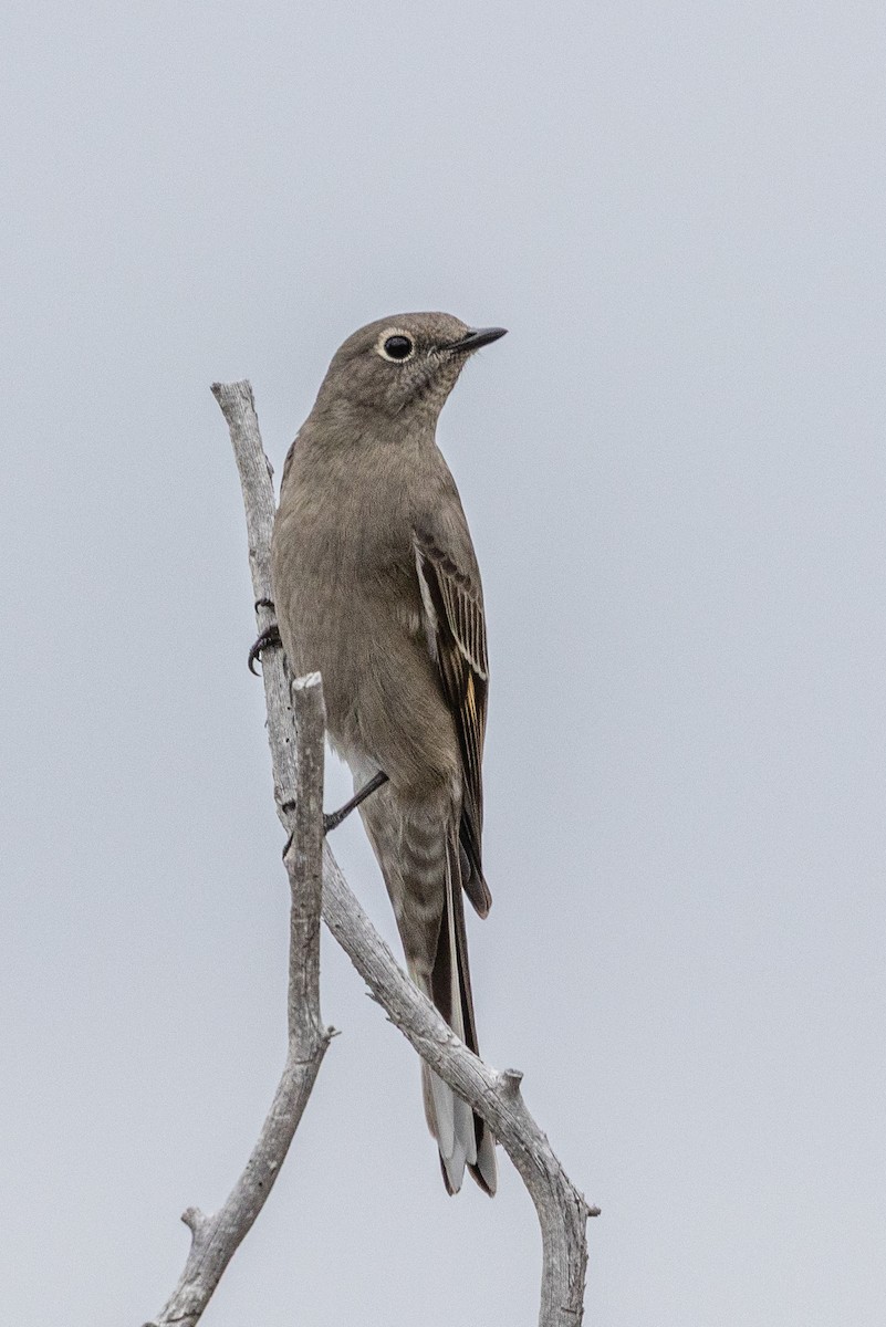 Townsend's Solitaire - ML642414764