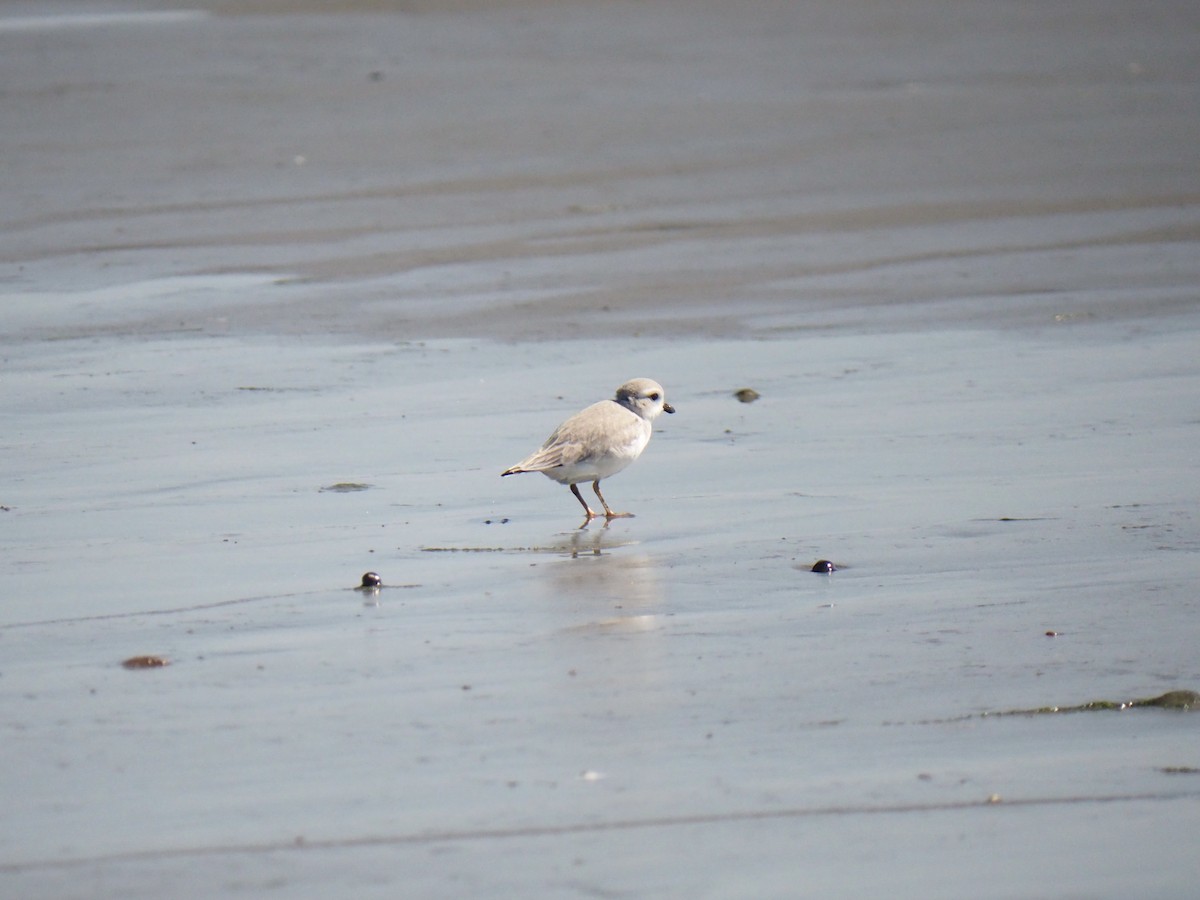 Piping Plover - ML642414769