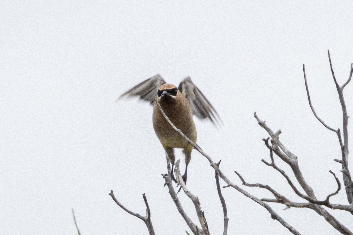 Cedar Waxwing - ML642414792