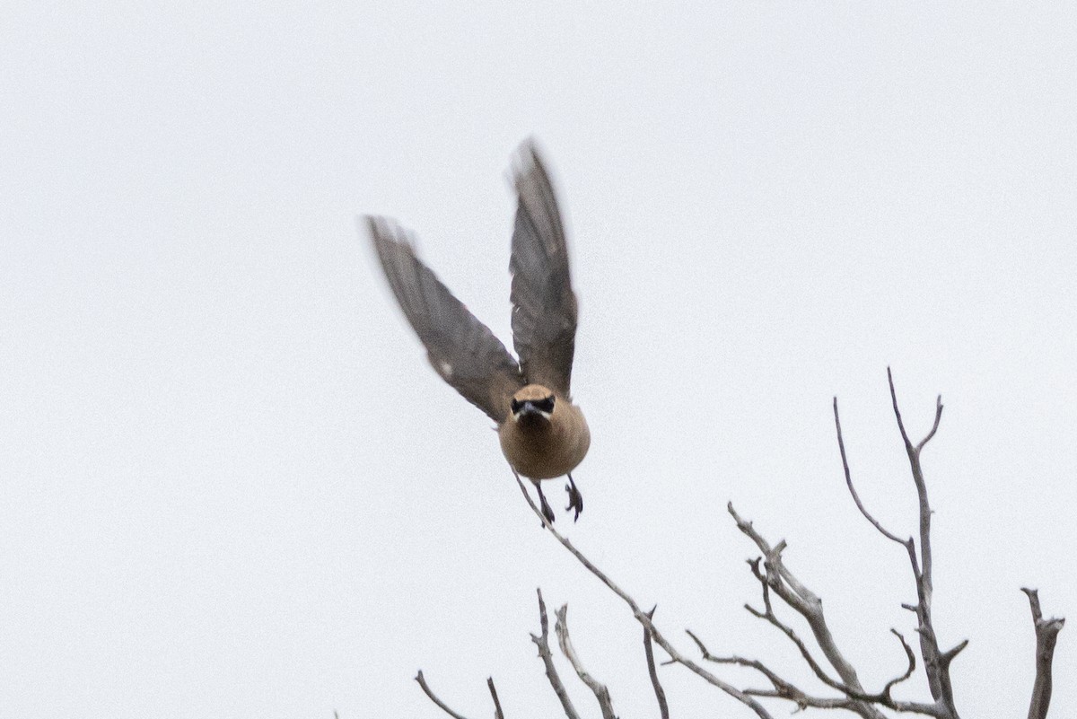 Cedar Waxwing - ML642414793