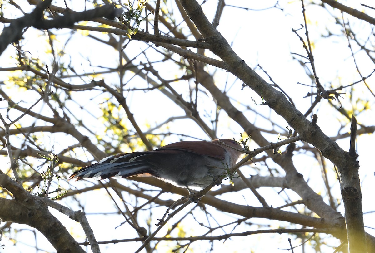 kukačka veverčí - ML642414795