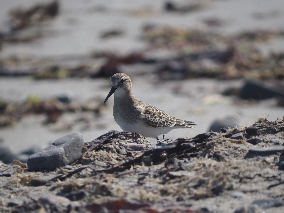 Baird's Sandpiper - ML642414797