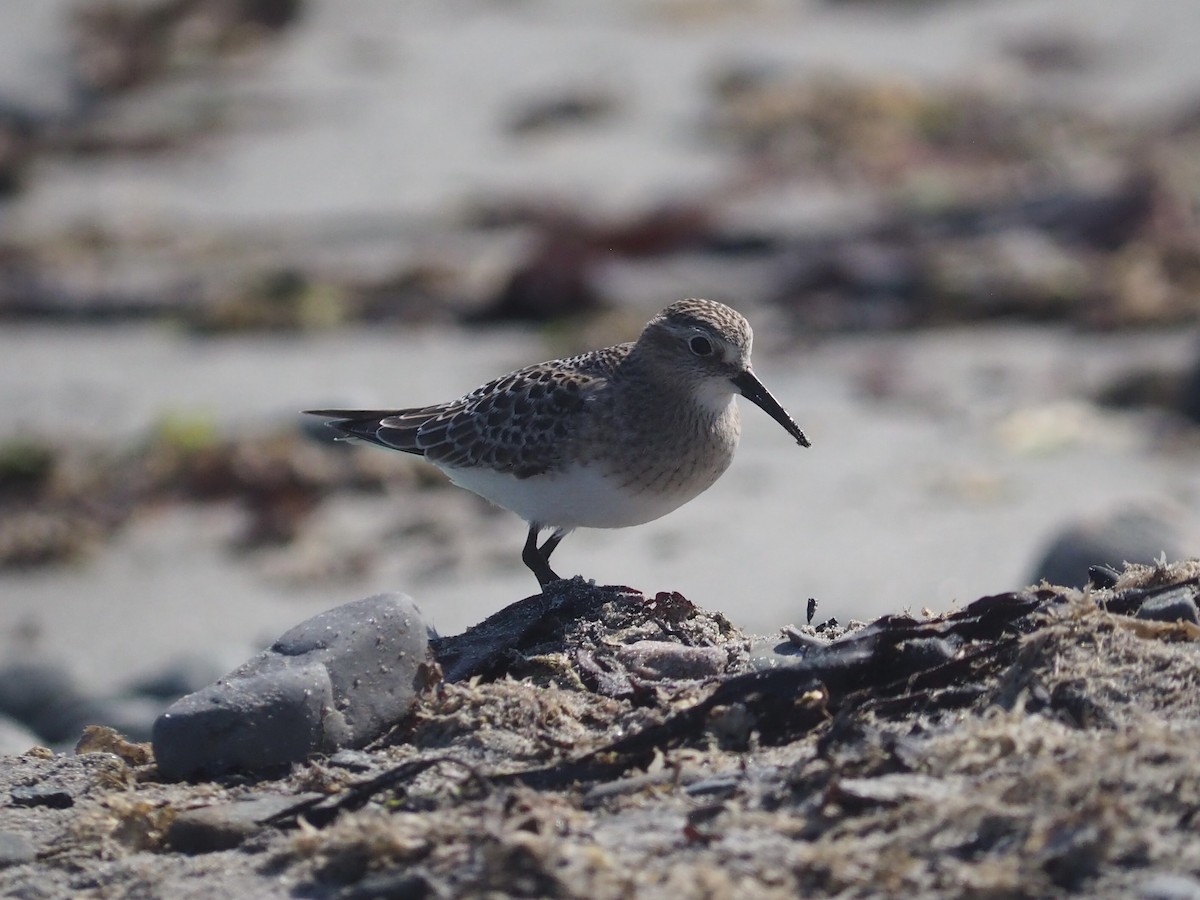 Baird's Sandpiper - ML642414798