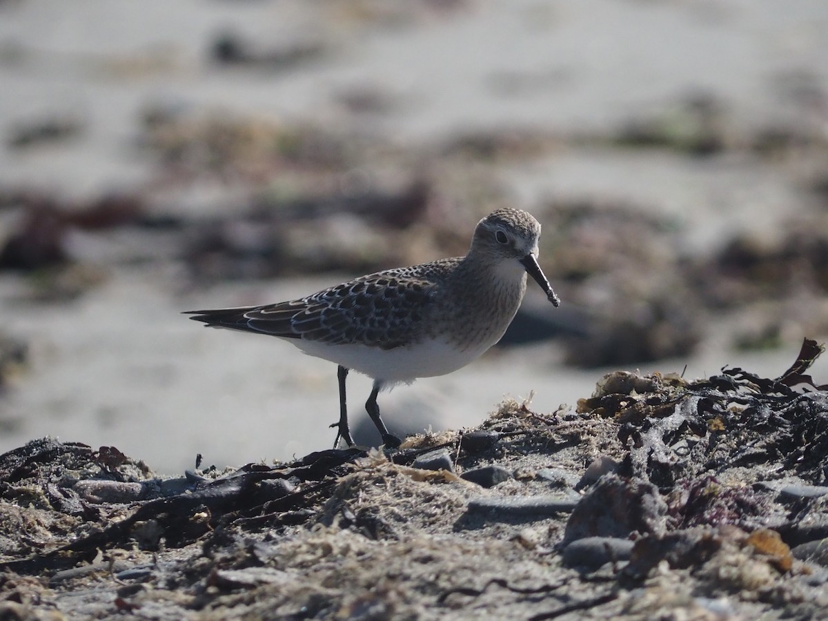 Baird's Sandpiper - ML642414799