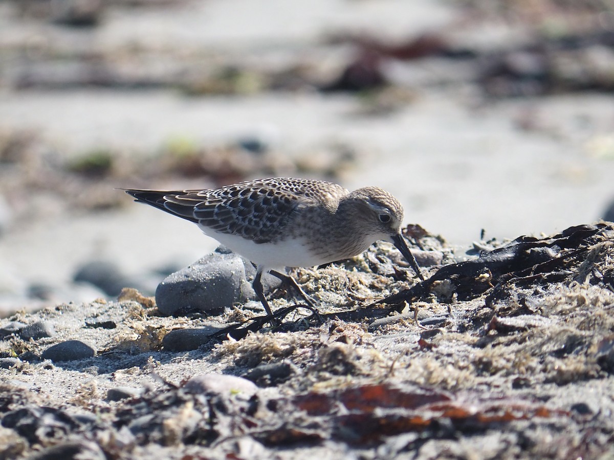 Baird's Sandpiper - ML642414800