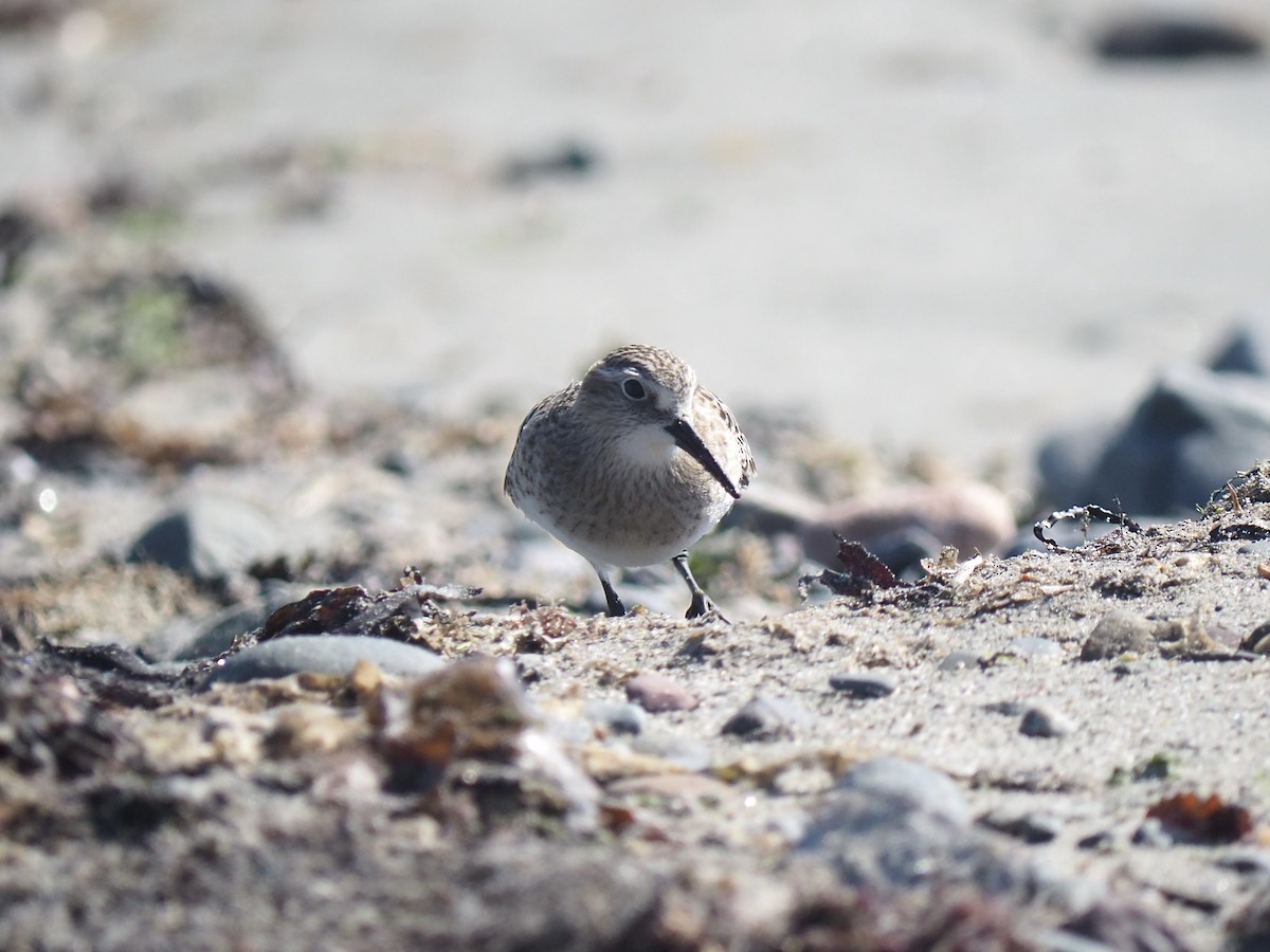 Baird's Sandpiper - ML642414801