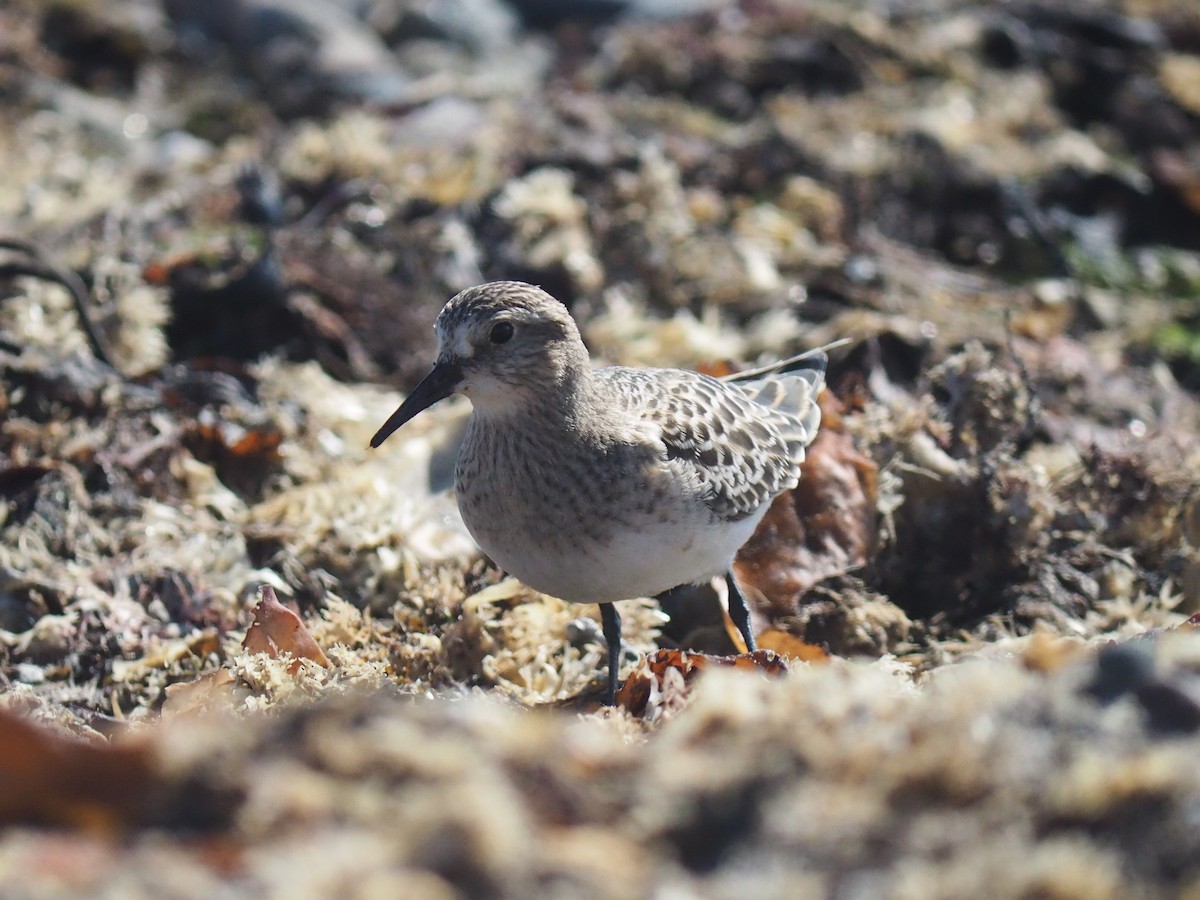 Baird's Sandpiper - ML642414802
