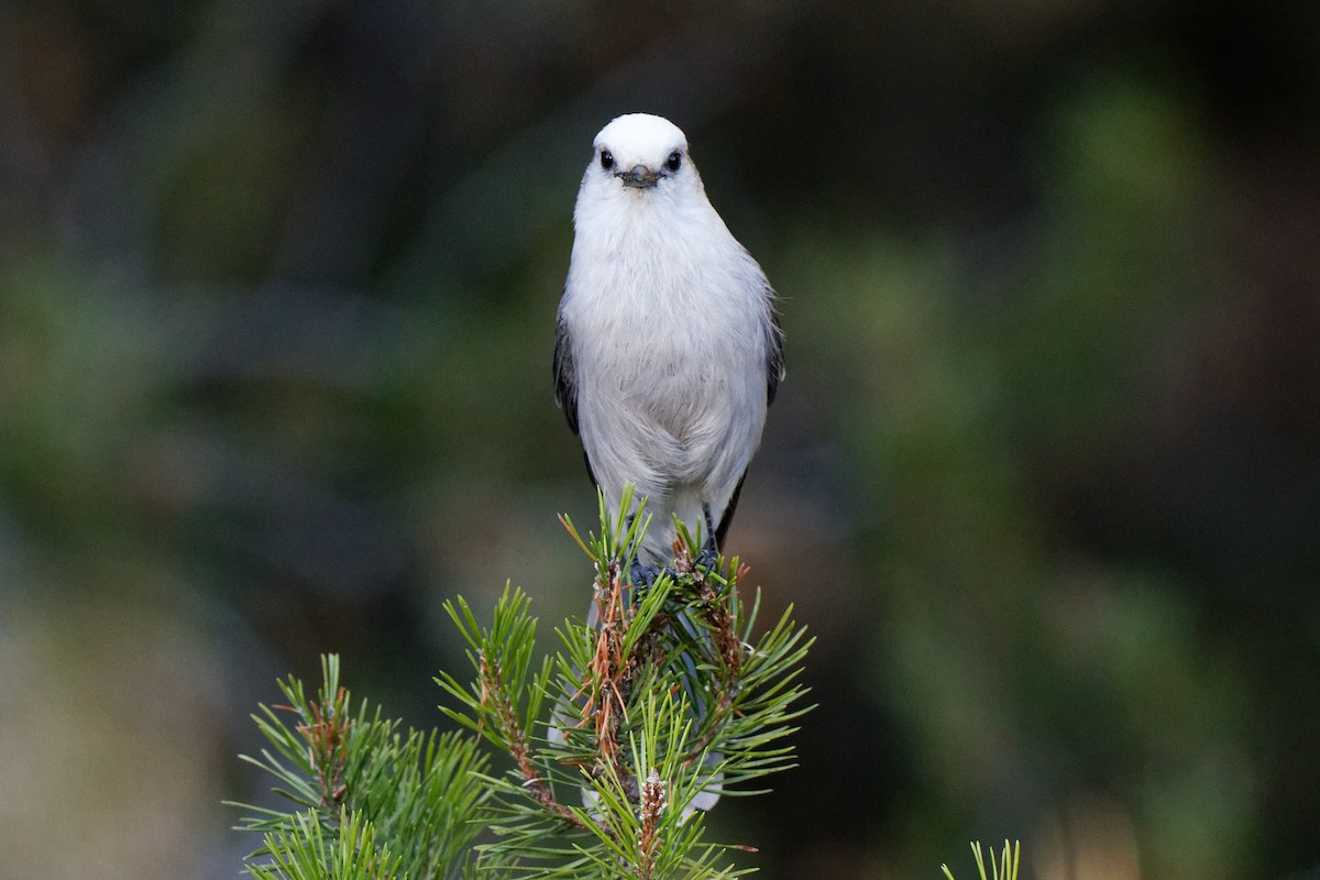 Canada Jay - ML642414807