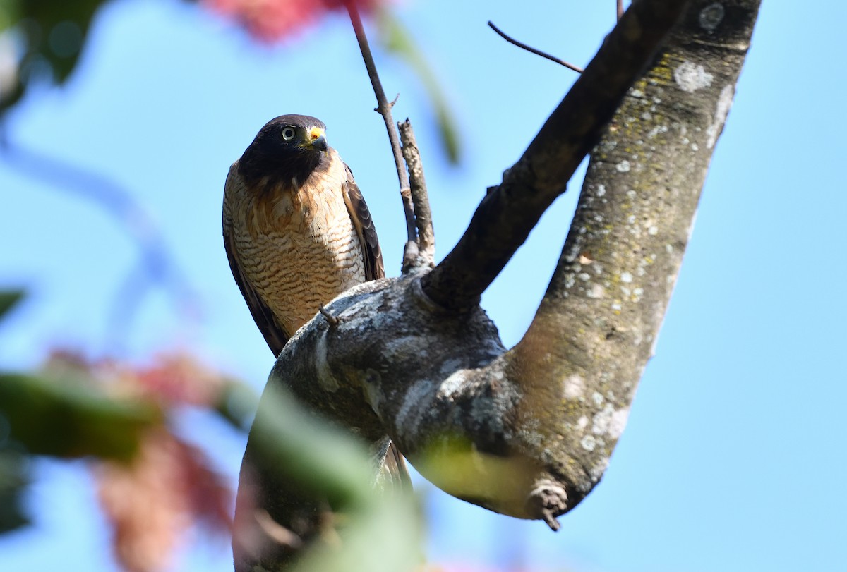 Roadside Hawk (Southern) - ML642414808