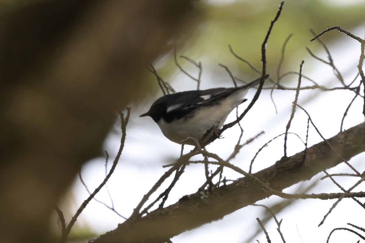 Black-throated Blue Warbler - ML642414810