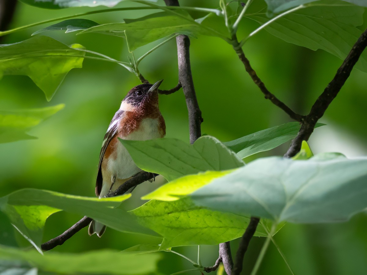 Bay-breasted Warbler - ML642414815