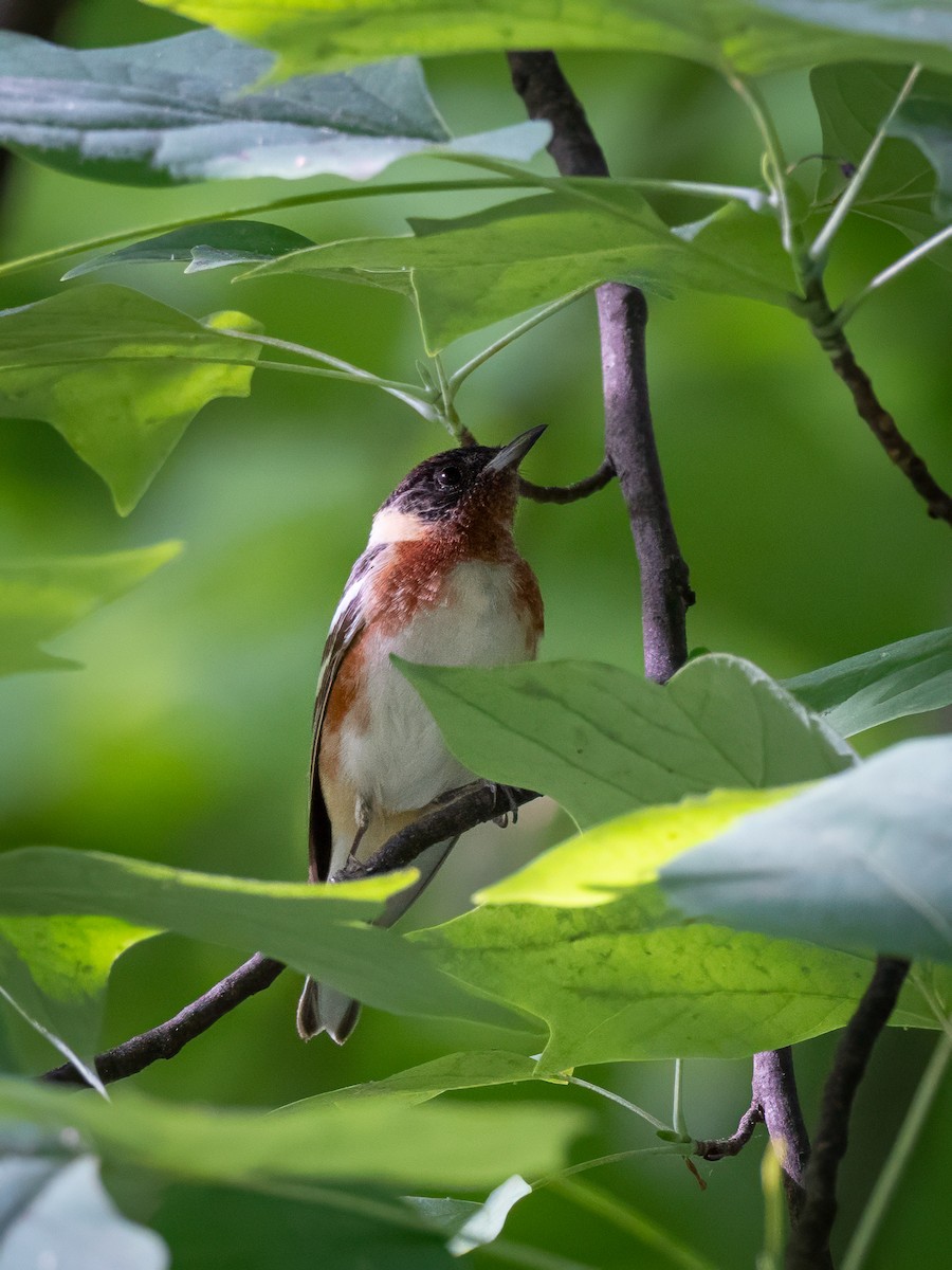 Bay-breasted Warbler - ML642414816