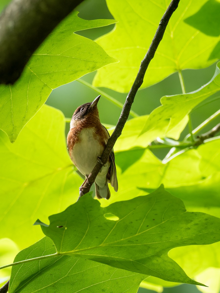 Bay-breasted Warbler - ML642414817