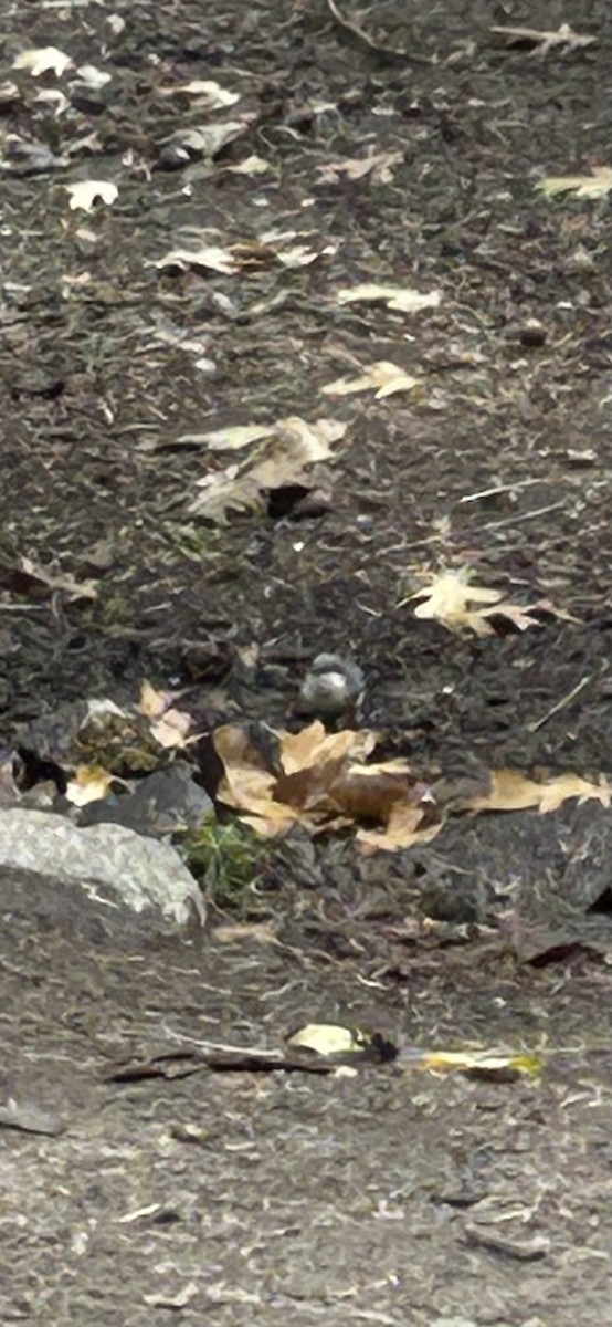 Pygmy Nuthatch - ML642414819