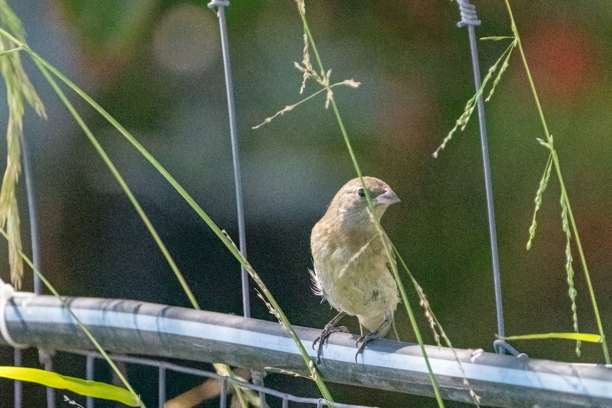 Passerin azuré - ML642414822