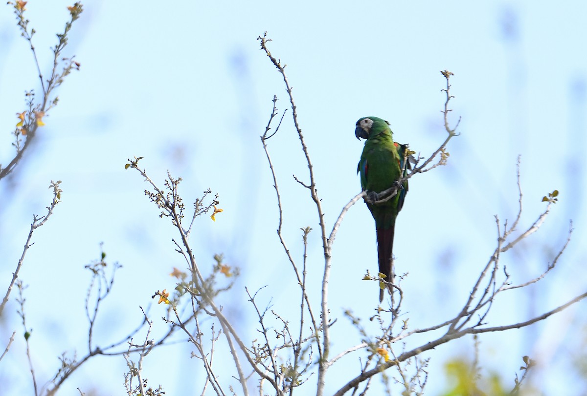 ara malý - ML642414823