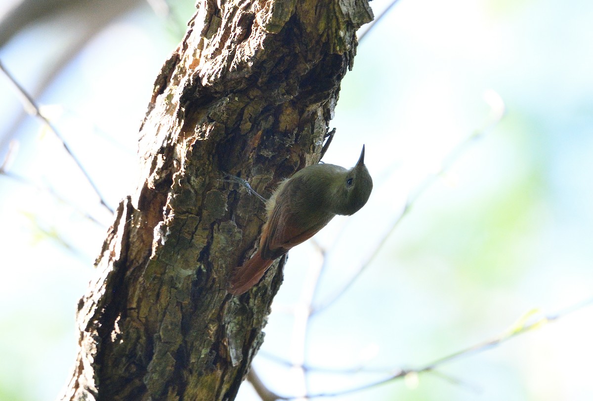 Olivaceous Woodcreeper - ML642414825