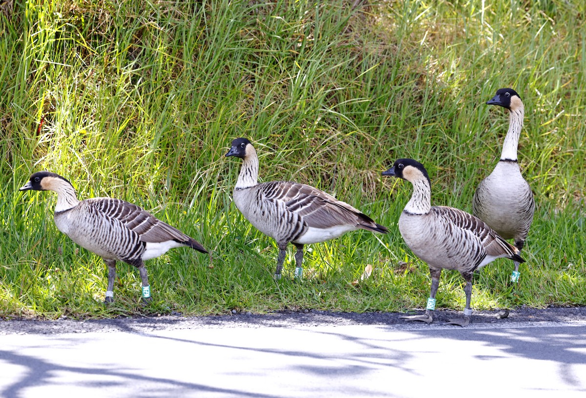 Hawaiian Goose - ML642414829