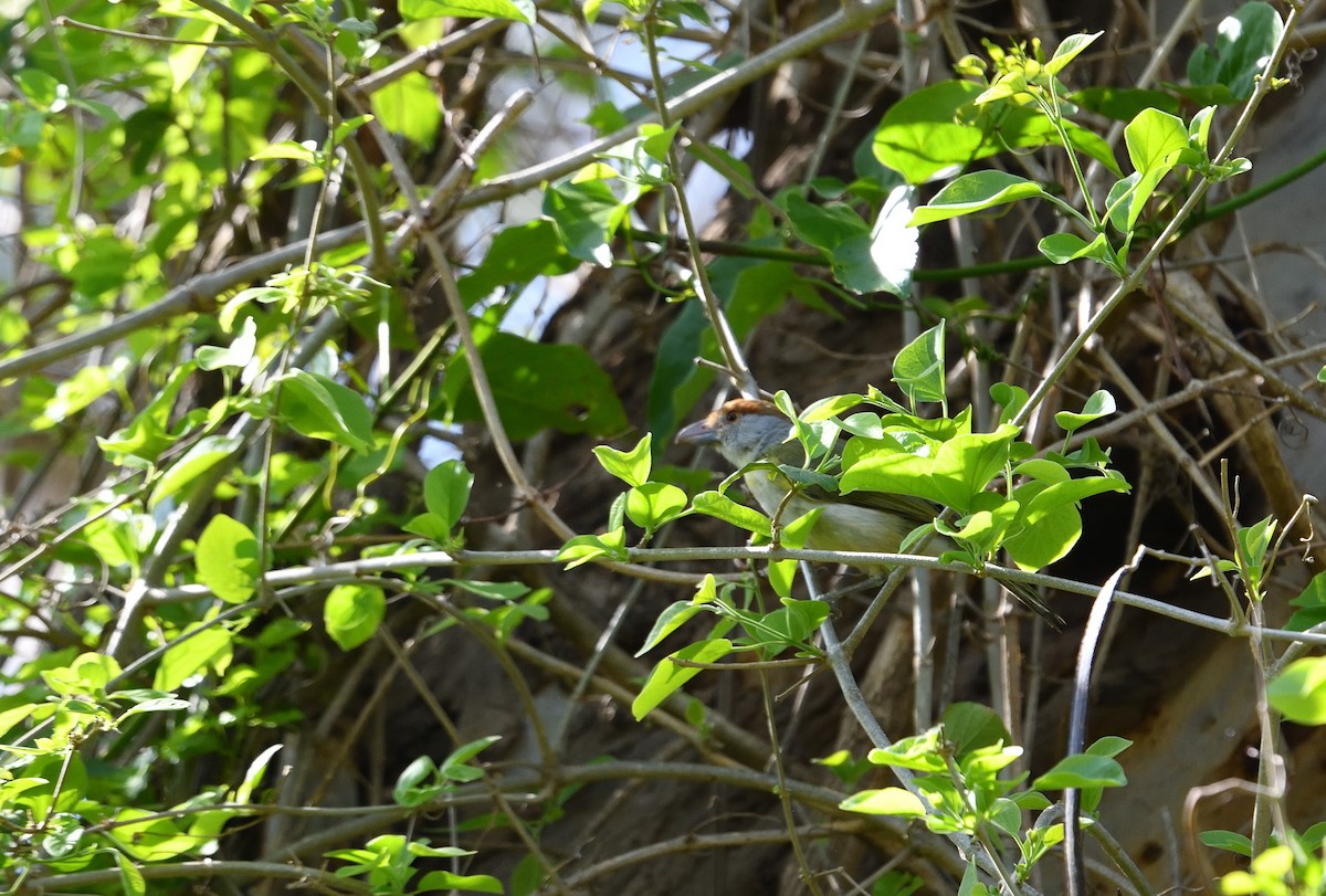 Rufous-browed Peppershrike - ML642414839