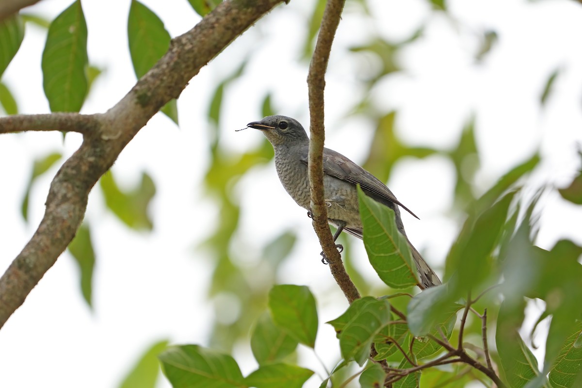 Indochinese Cuckooshrike - ML642414841