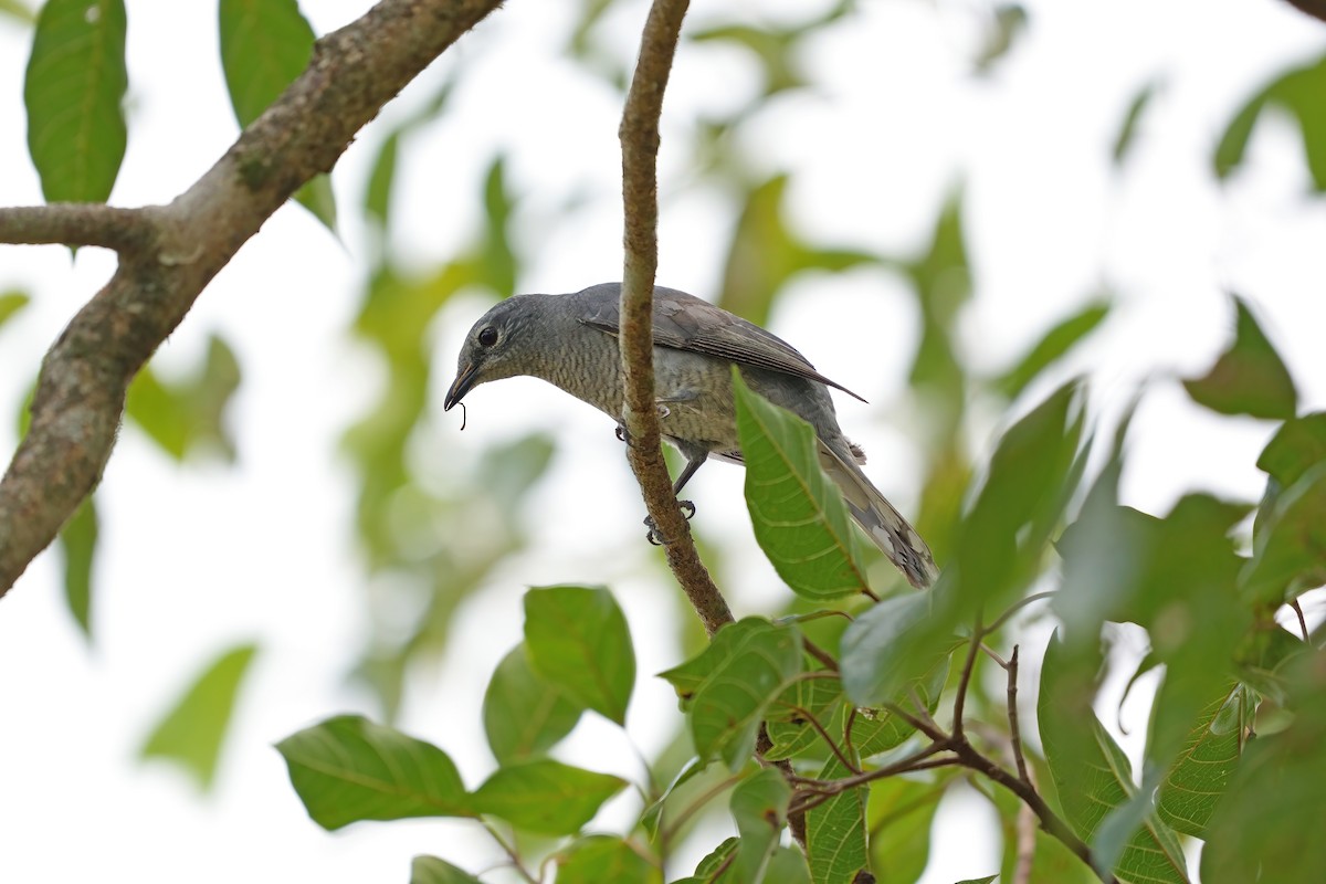 Indochinese Cuckooshrike - ML642414842