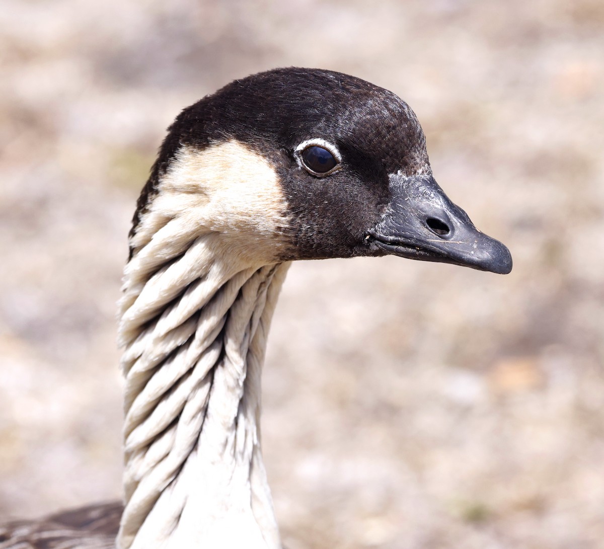 Hawaiian Goose - ML642414843