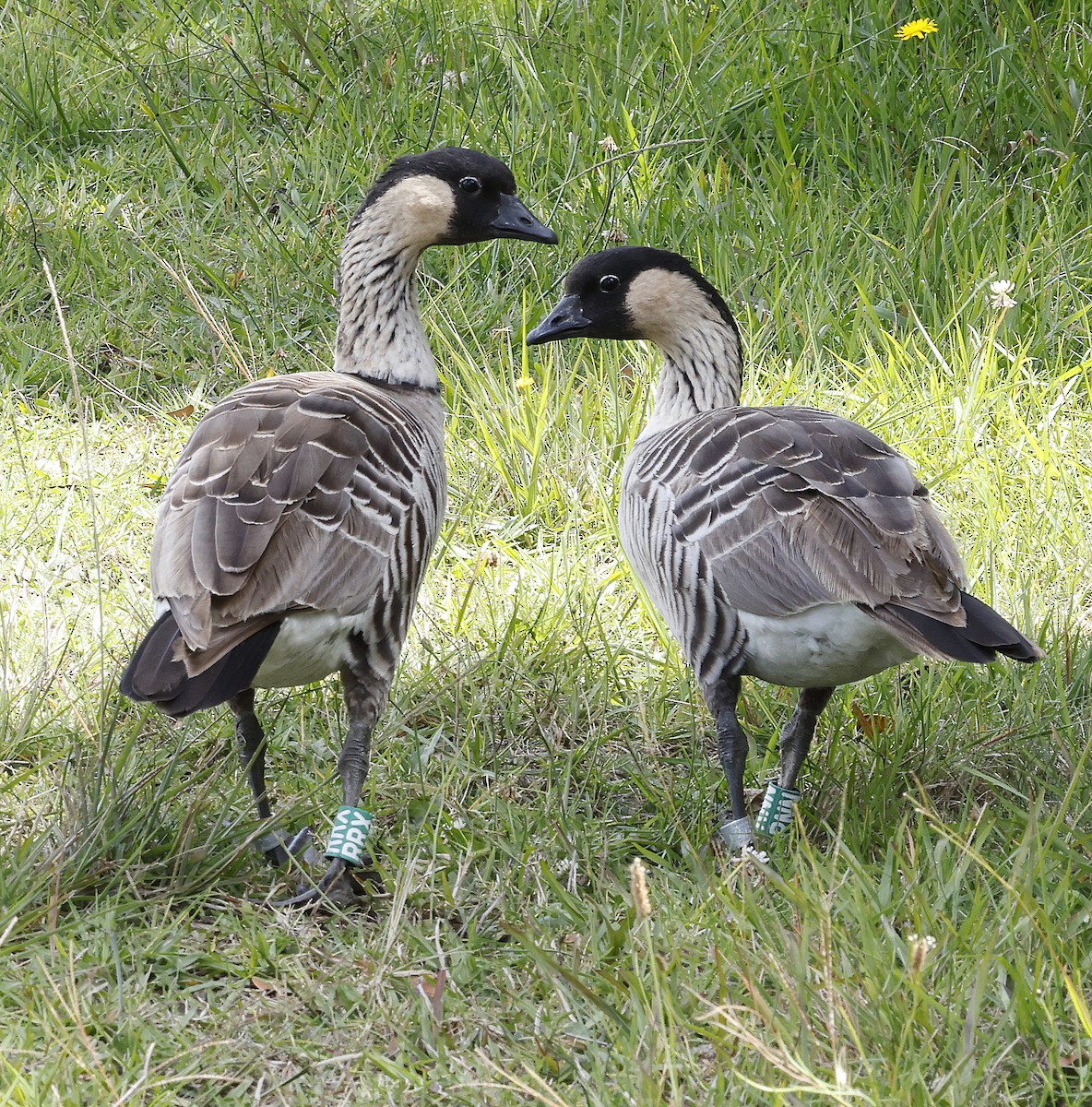 Hawaiian Goose - ML642414848