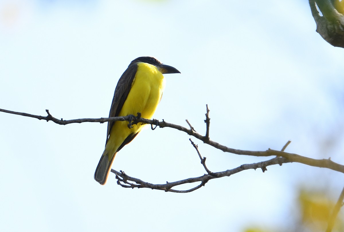 Boat-billed Flycatcher - ML642414849