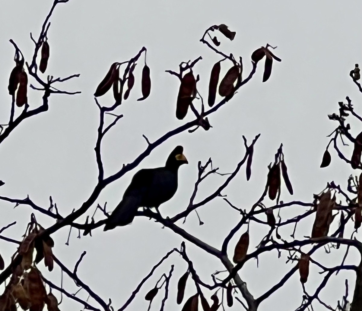 Ross's Turaco - ML642414857