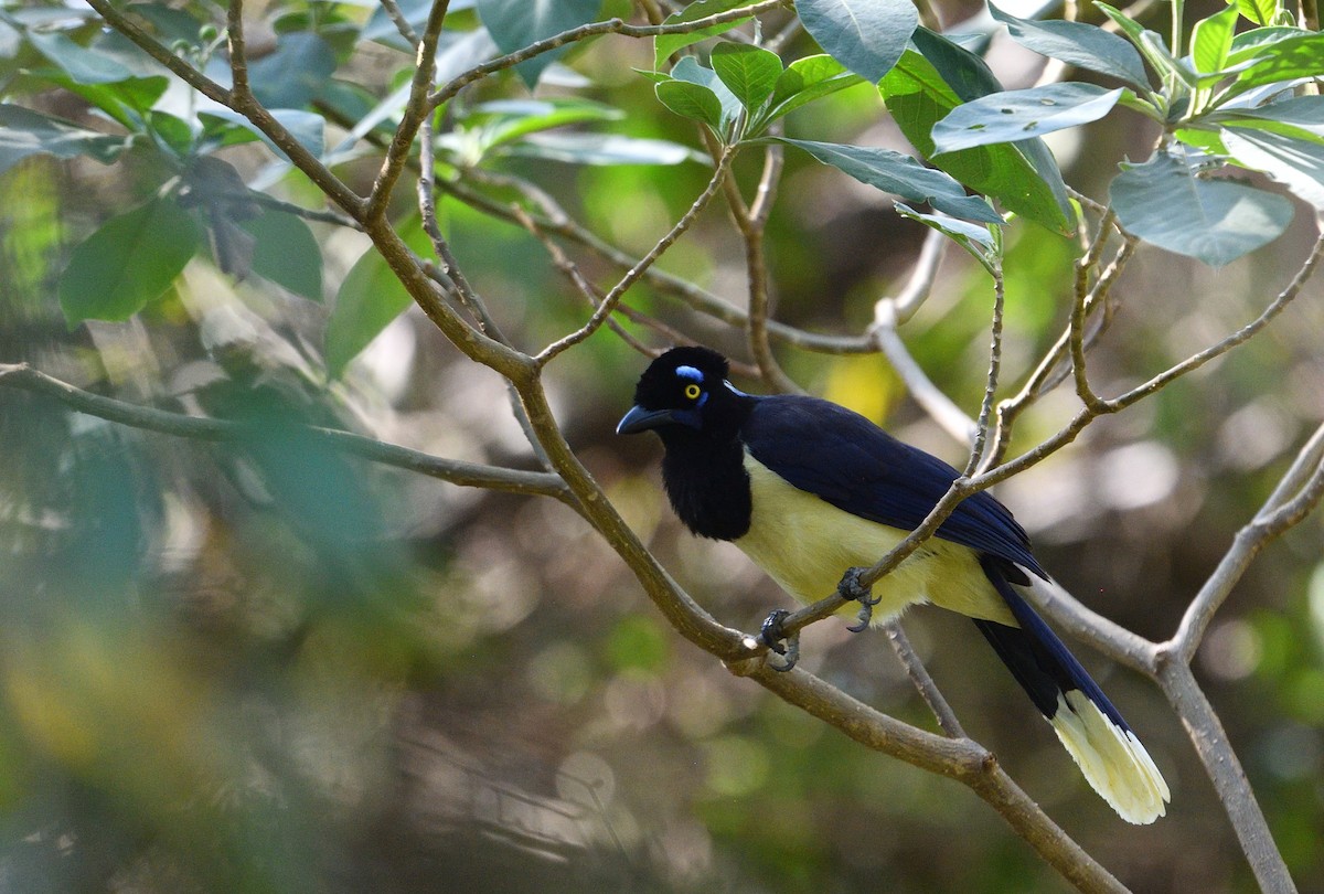 sojka chocholkatá - ML642414858