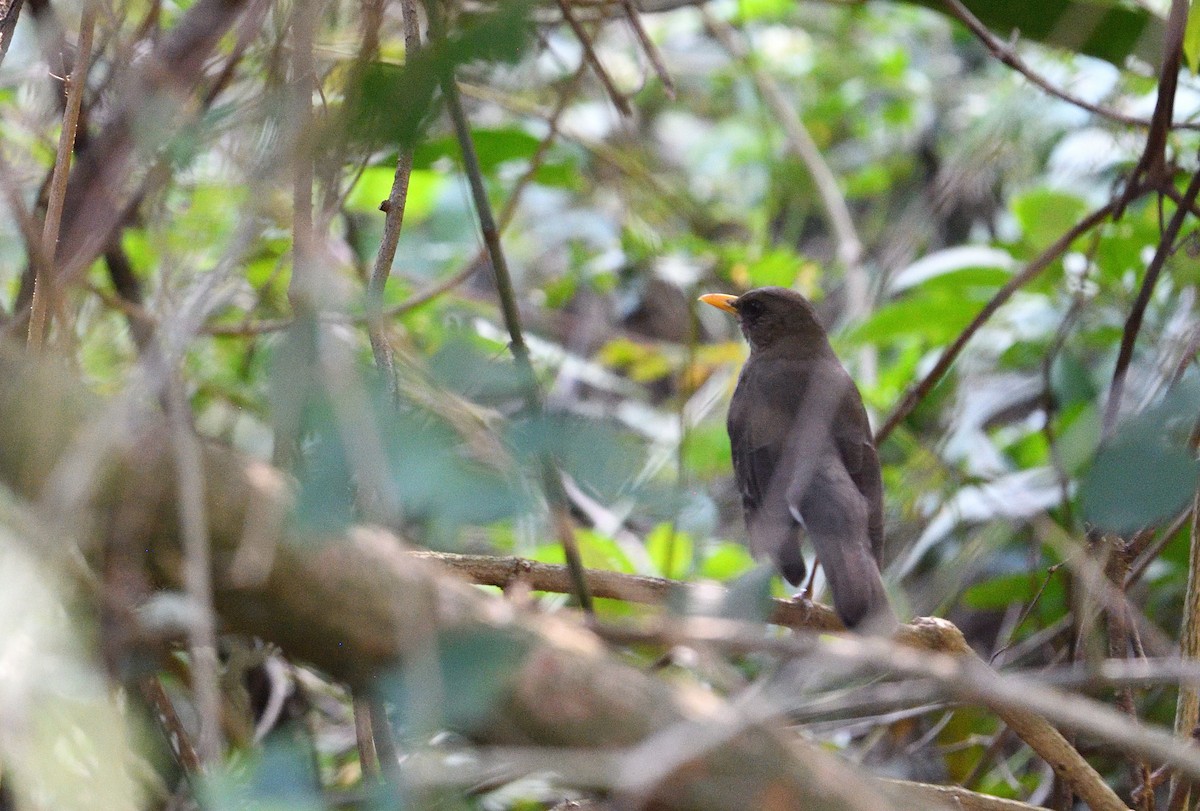 drozd krémovobřichý - ML642414887