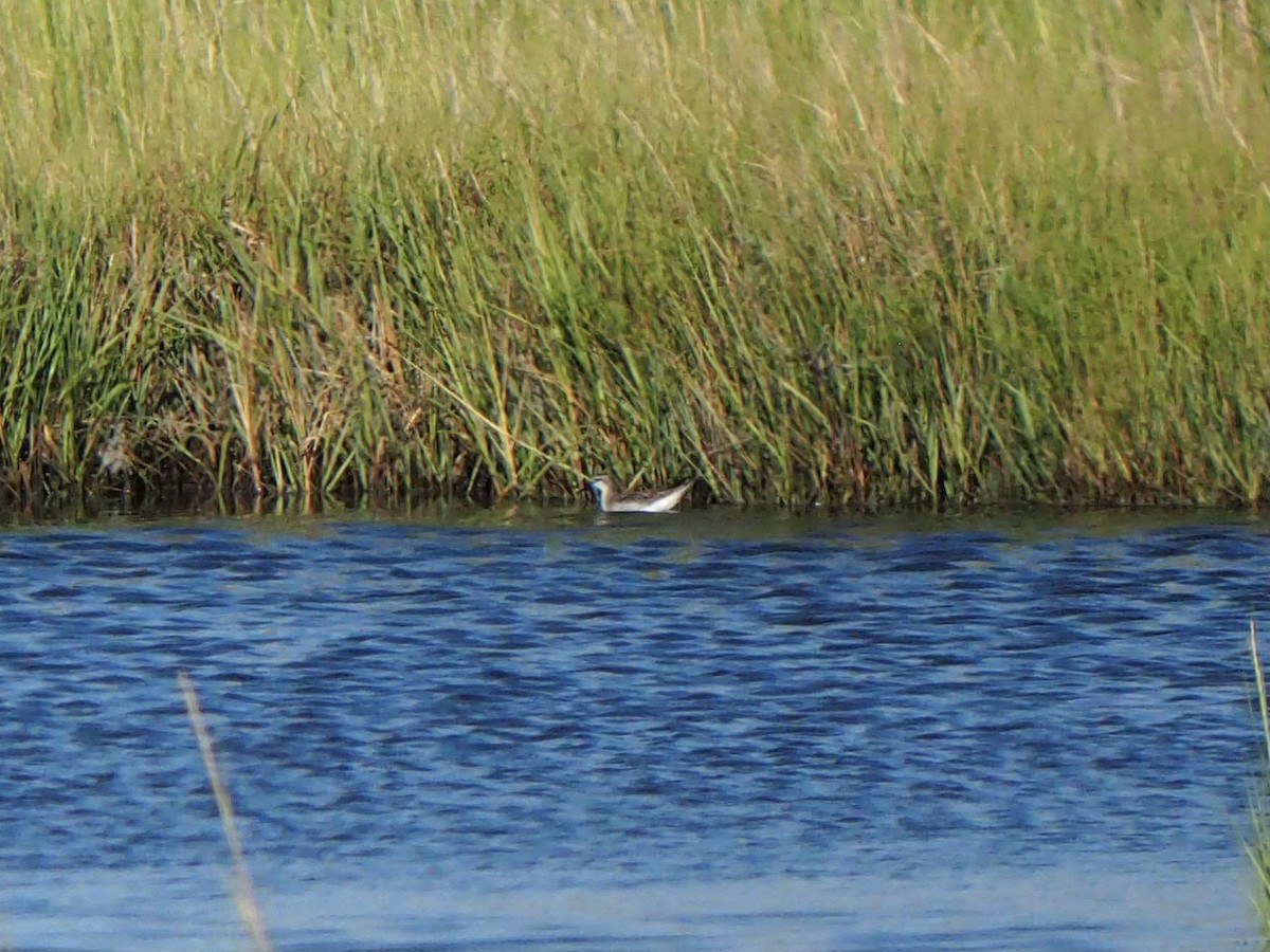 Wilson's Phalarope - ML642414889