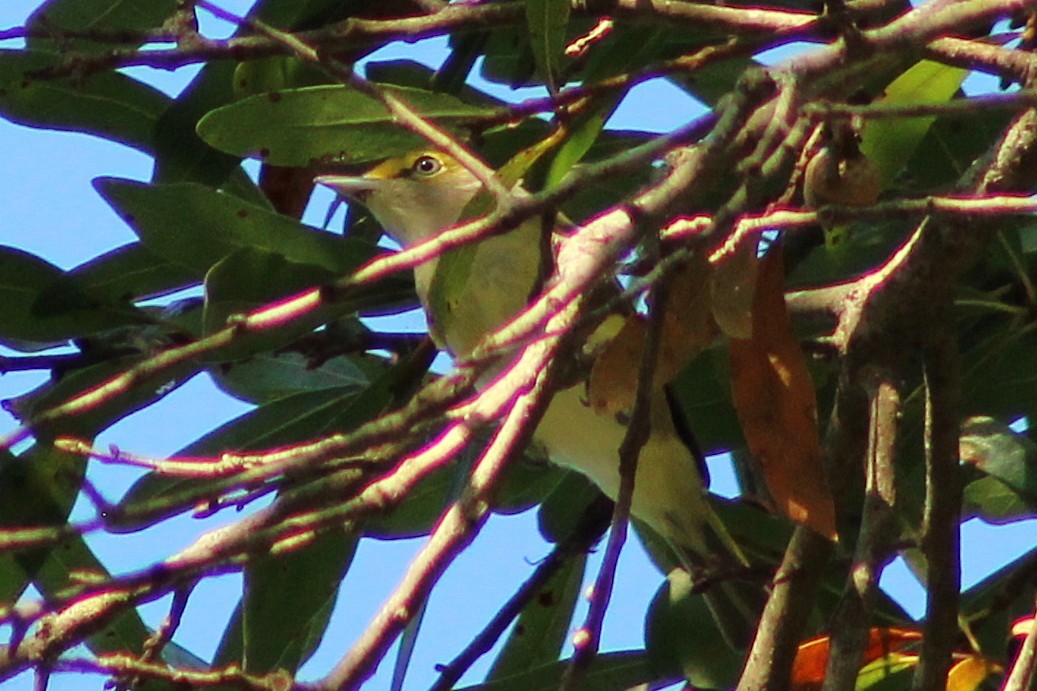 hvitøyevireo - ML642414893