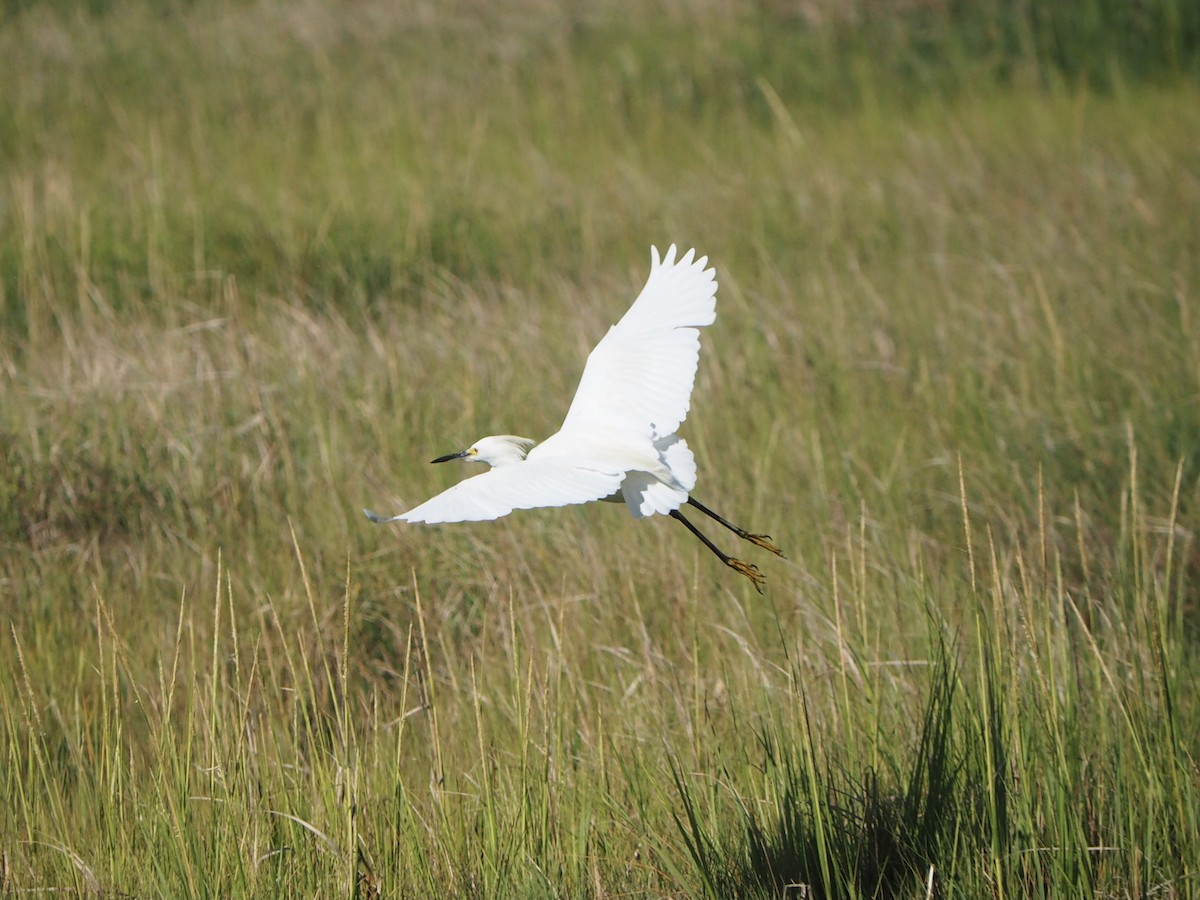 Snowy Egret - ML642414897