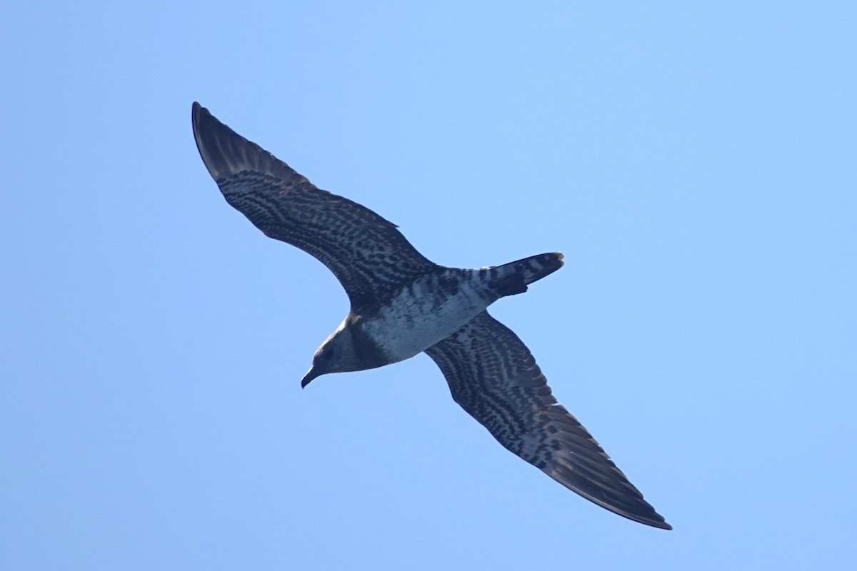 Long-tailed Jaeger - ML642414899