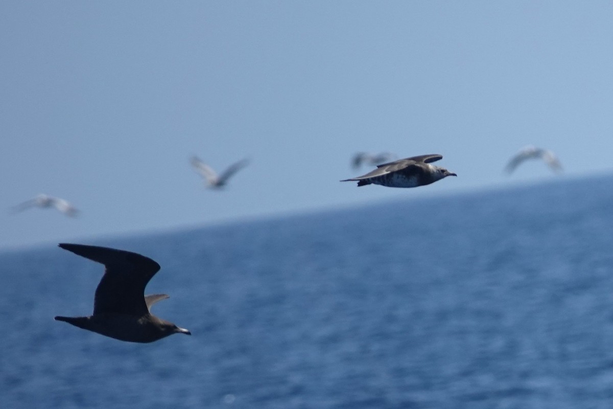 Long-tailed Jaeger - ML642414900