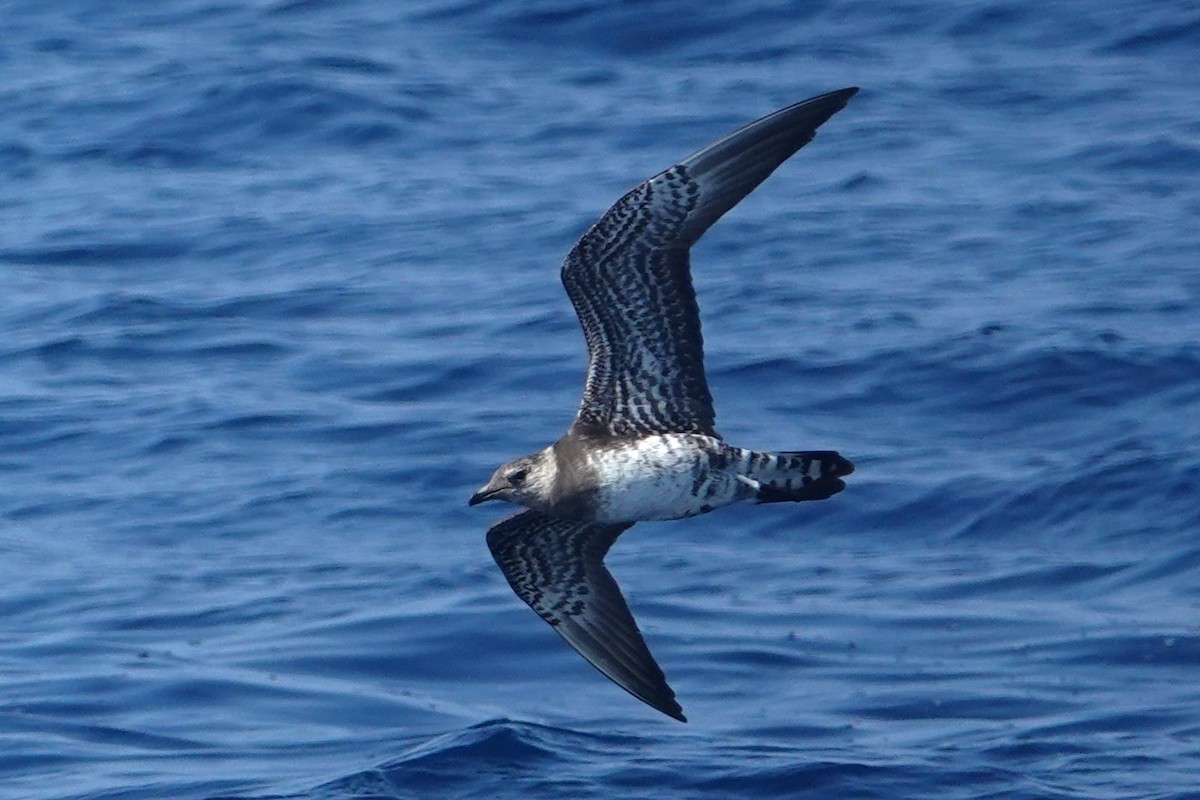 Long-tailed Jaeger - ML642414901
