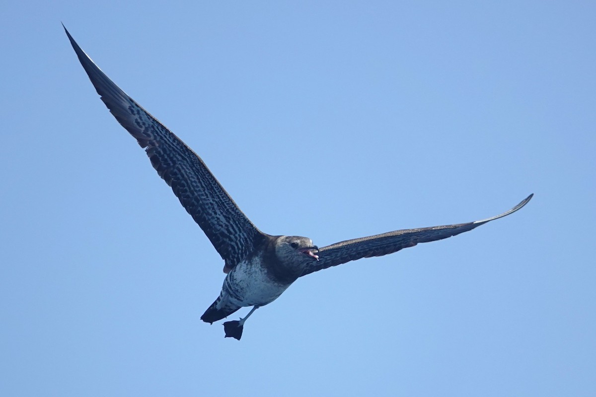 Long-tailed Jaeger - ML642414902
