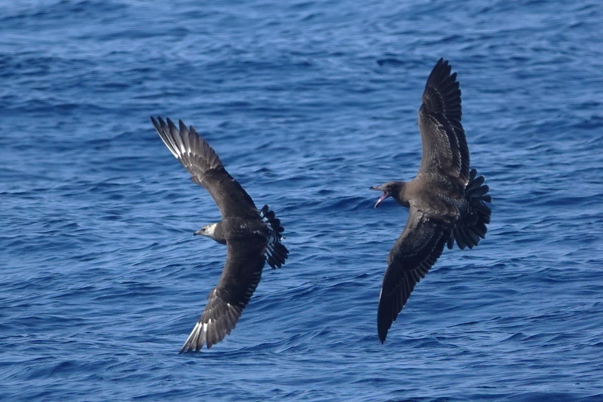 Long-tailed Jaeger - ML642414903