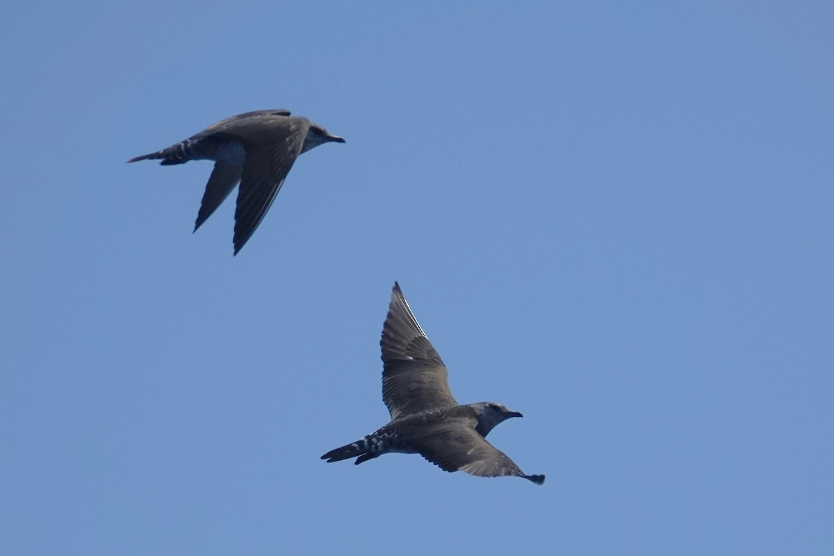 Long-tailed Jaeger - ML642414904