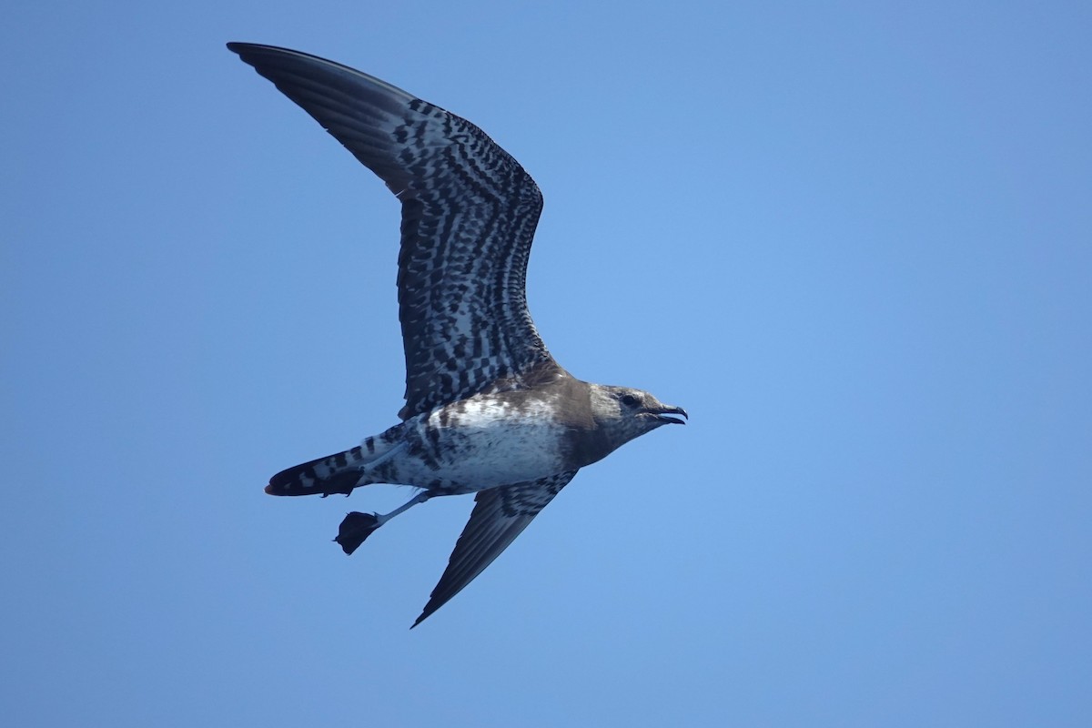 Long-tailed Jaeger - ML642414905