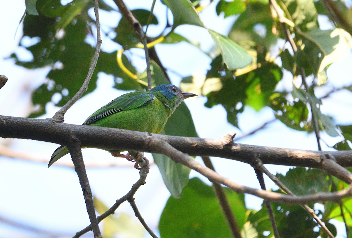 Blue Dacnis - ML642414917