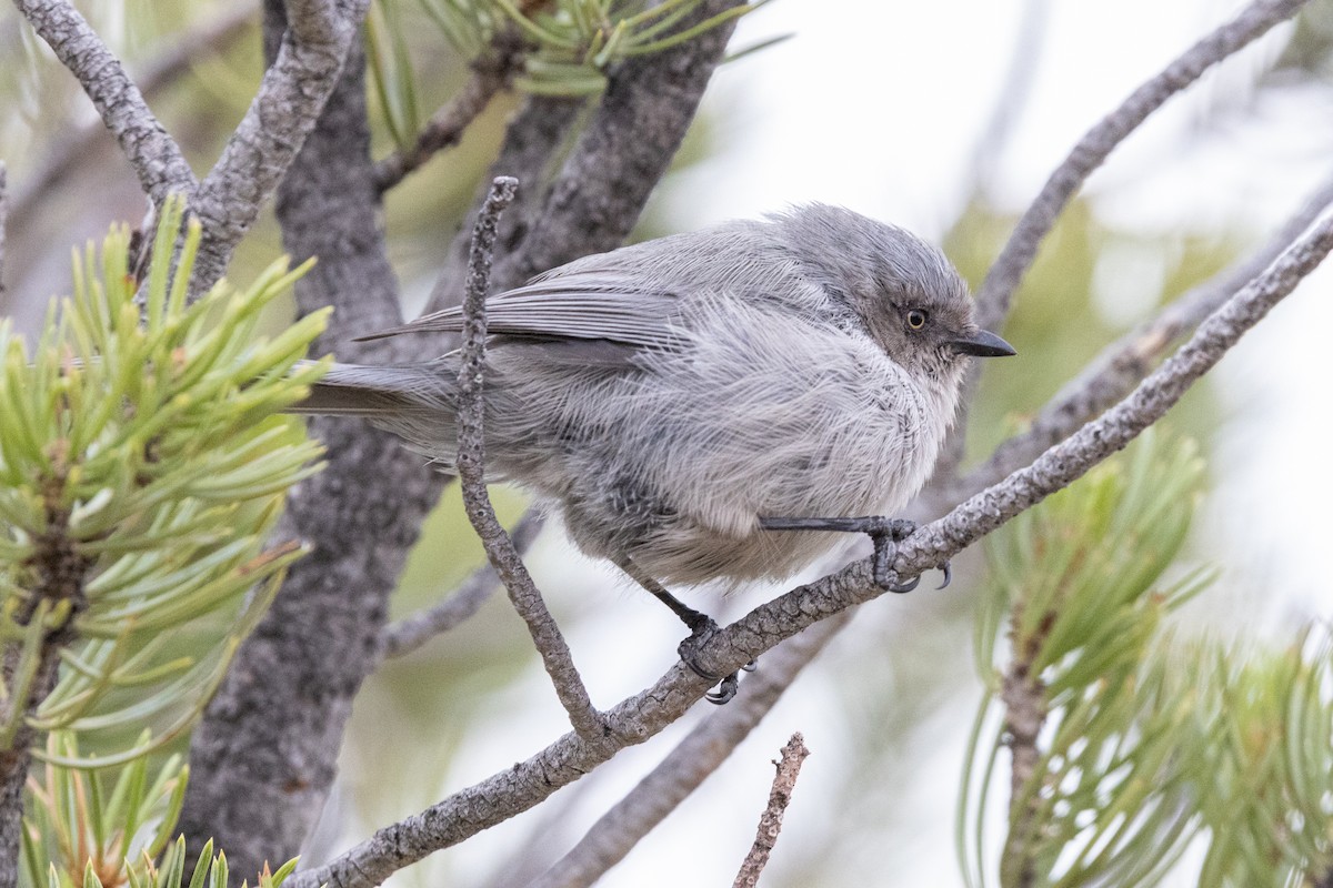 Bushtit - ML642414932