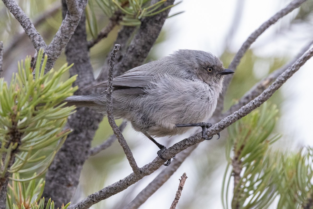 Bushtit - ML642414933
